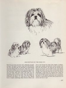 223x300 Shih Tzu Vintage 1963 Print Sketch - Shih Tzu Sketch