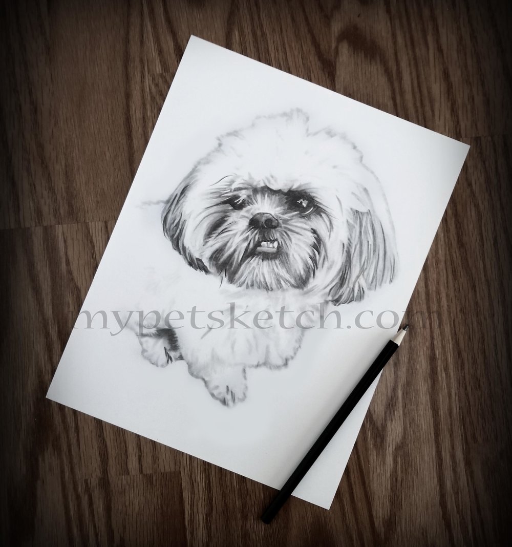 1000x1068 Shih Tzu Sketch - Shih Tzu Sketch