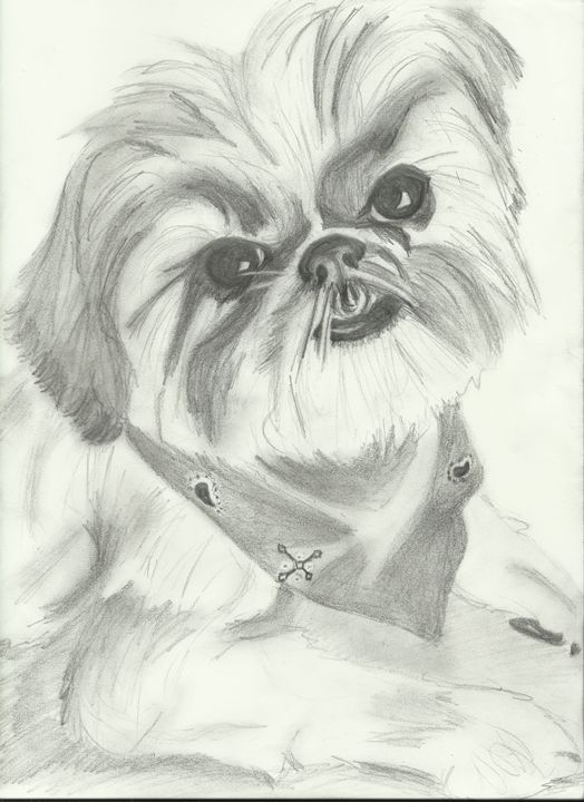524x720 Bandana Shih Tzu - Shih Tzu Sketch