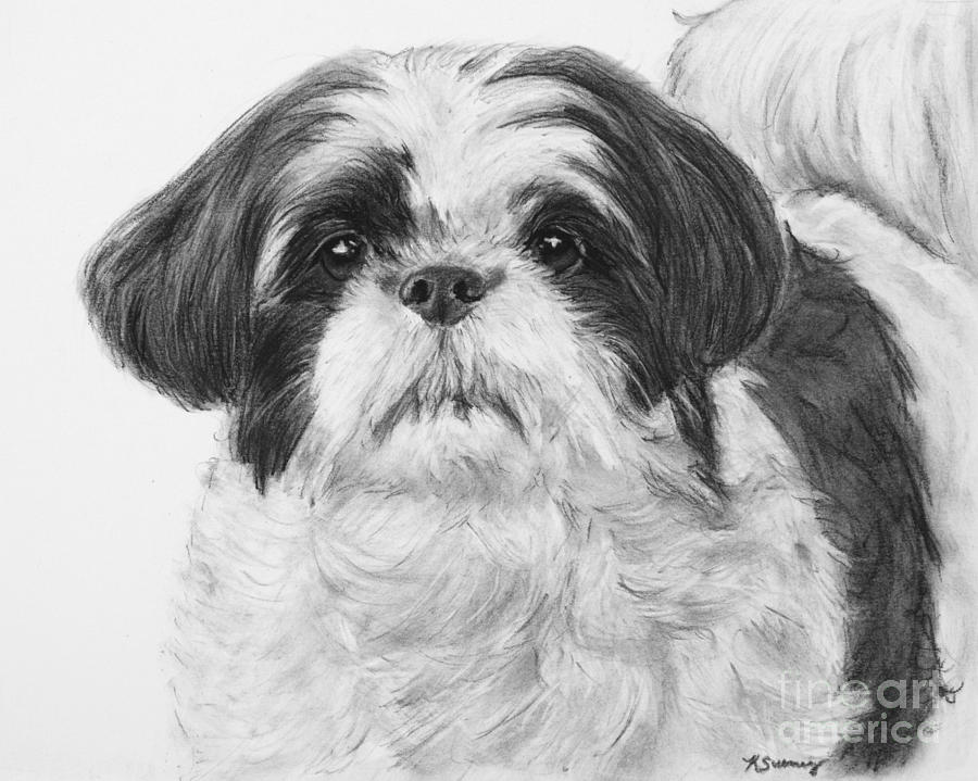 900x719 Detailed Shih Tzu Portrait Drawing By Kate Sumners - Shih Tzu Sketch