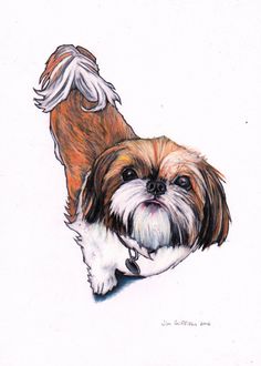 236x330 Shih Tzu Shih Tzus, Dog And Doggies - Shih Tzu Sketch