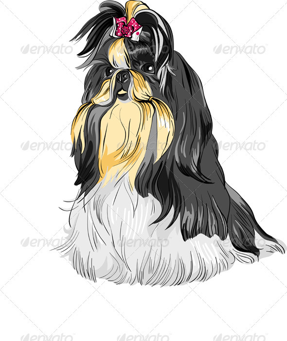 590x700 Vector Sketch Dog Shih Tzu Breed By Kavalenkava Graphicriver - Shih Tzu Sketch