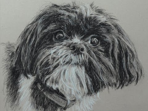 Shih Tzu Sketch at PaintingValley.com | Explore collection of Shih Tzu ...