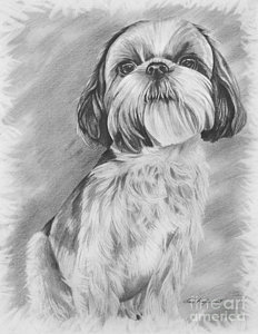 232x300 Drawing Of A Shih Tzu Drawing By Lena Auxier - Shih Tzu Sketch