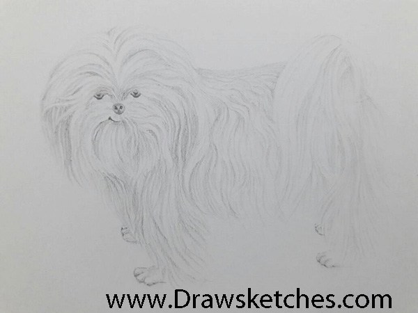 600x450 How To Draw Shihtzu In A Few Easy Steps With Pictures - Shih Tzu Sketch