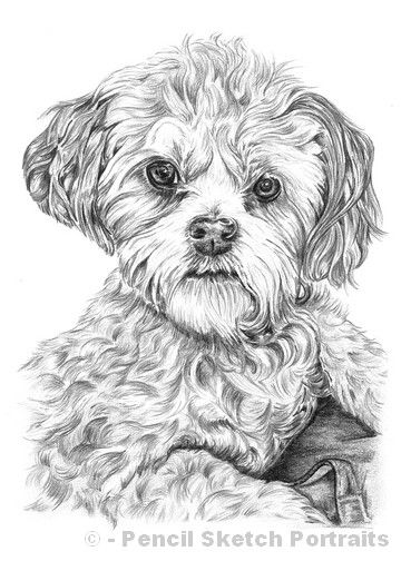 360x504 Pencil Drawing Of Shih Tzu Bichon Frise Cross Favorite Drawings - Shih Tzu Sketch