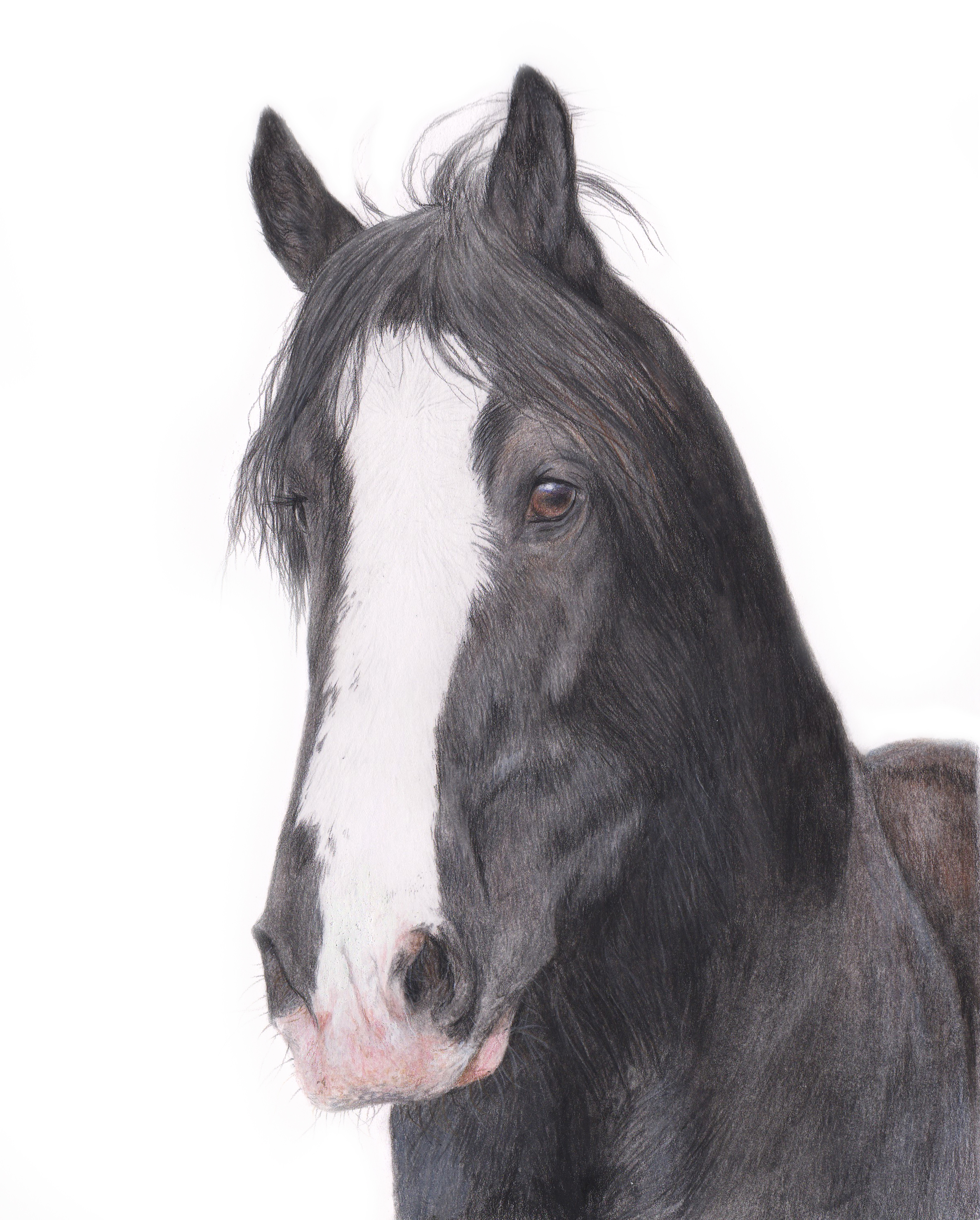 2377x2958 Shire Horse Portrait Describing The Struggles And Advances - Shire Horse Sketch