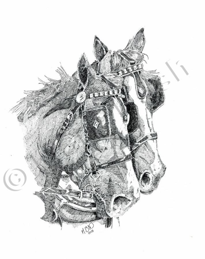 712x900 Shire Horses Smith York Fine Art - Shire Horse Sketch