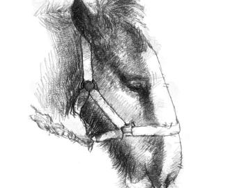 340x270 Shire Horse Etsy - Shire Horse Sketch