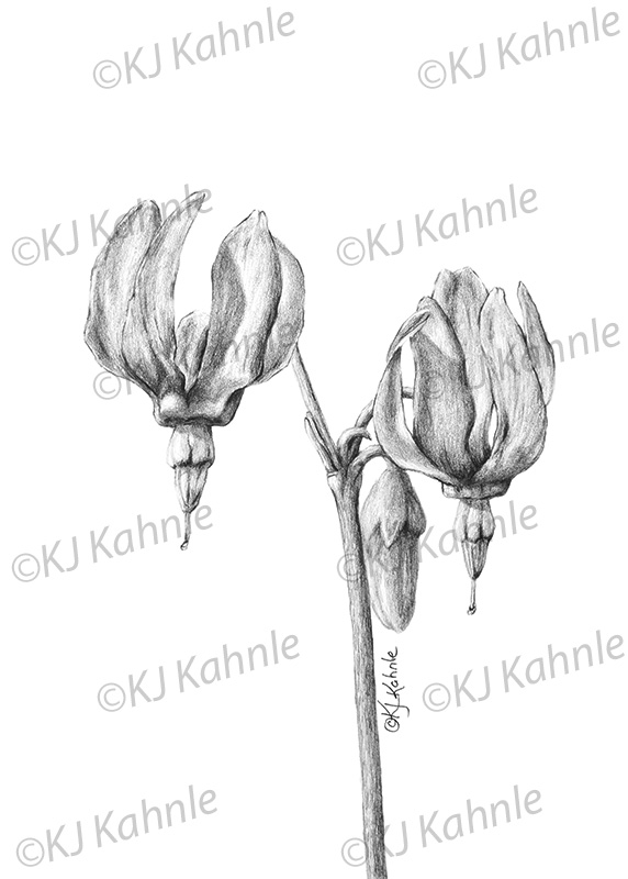 572x800 Shooting Star Note Card Adult Coloring Kits - Shooting Star Sketch