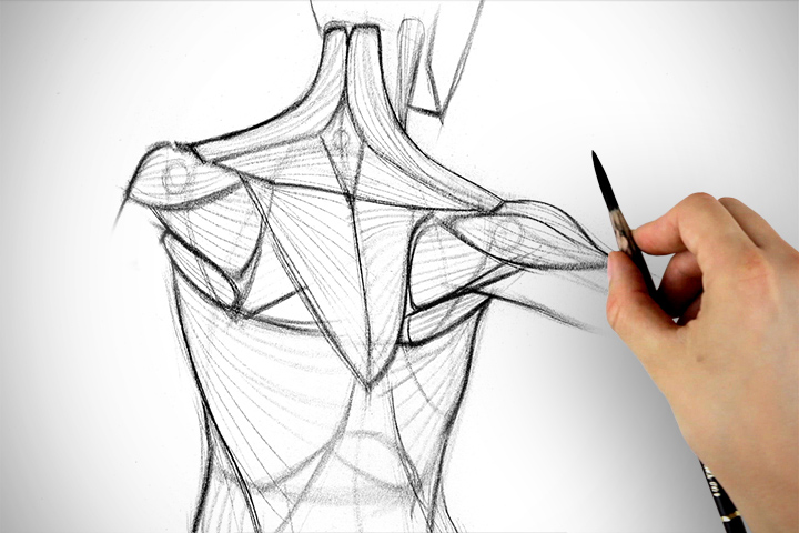 Shoulder Sketch at PaintingValley.com | Explore collection of Shoulder