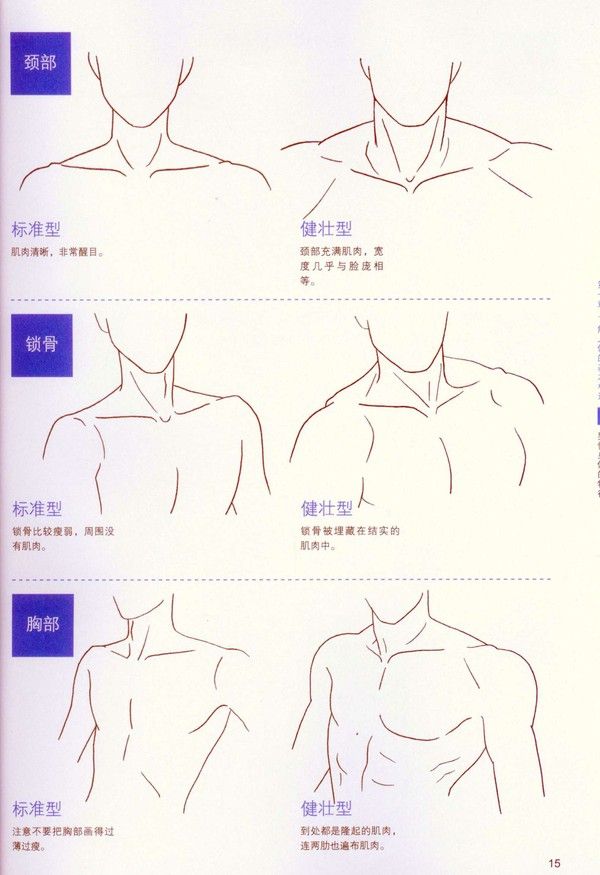 600x875 Neck And Shoulders Artist Reference Anatomy Drawing Tutorial - Shoulder Sketch