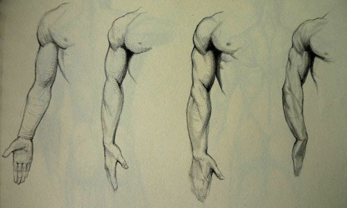 500x300 Shoulder, Elbow, Wrist, Hand Pain - Shoulder Sketch