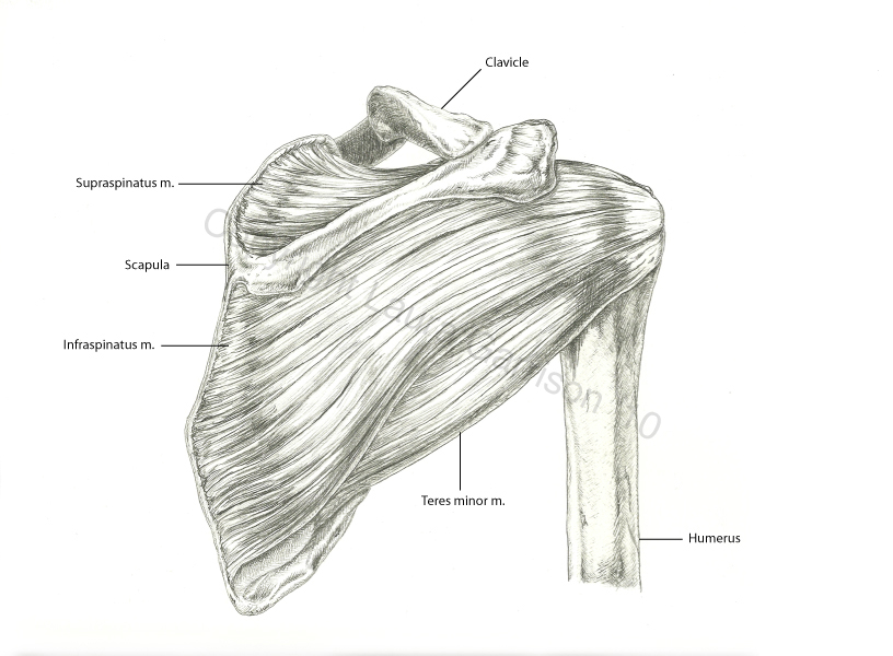 Shoulder Sketch at PaintingValley.com | Explore collection of Shoulder ...