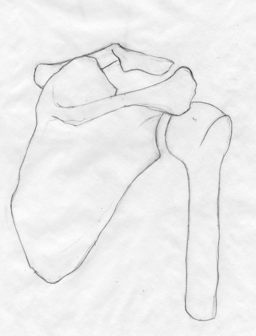 500x655 Shoulder Sketch C Creative Works From Within - Shoulder Sketch