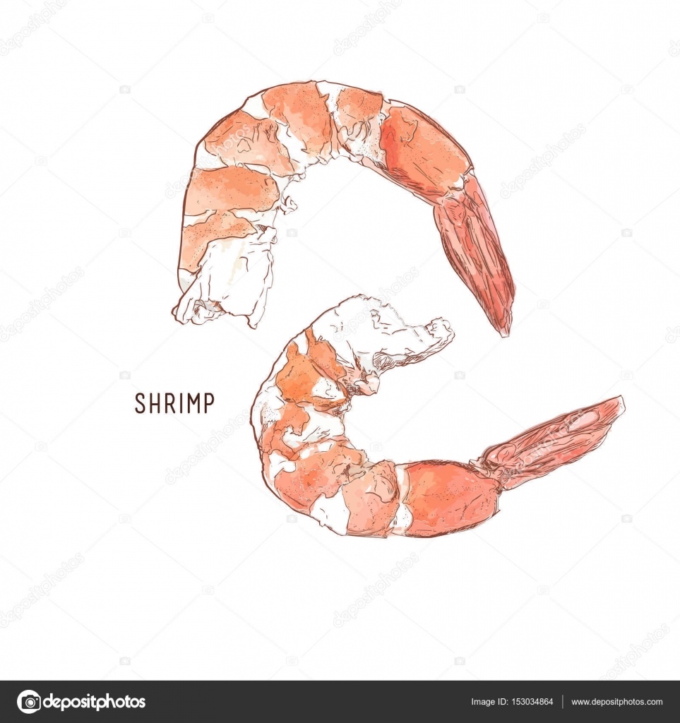 Shrimp Sketch