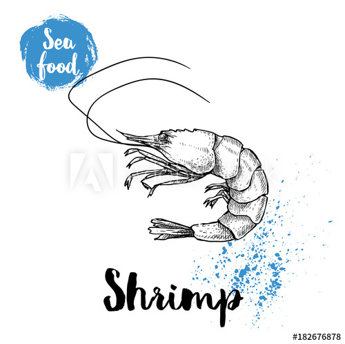 500x498 Hand Drawn Sketch Shrimp Isolated On White. Seafood Vector - Shrimp Sketch
