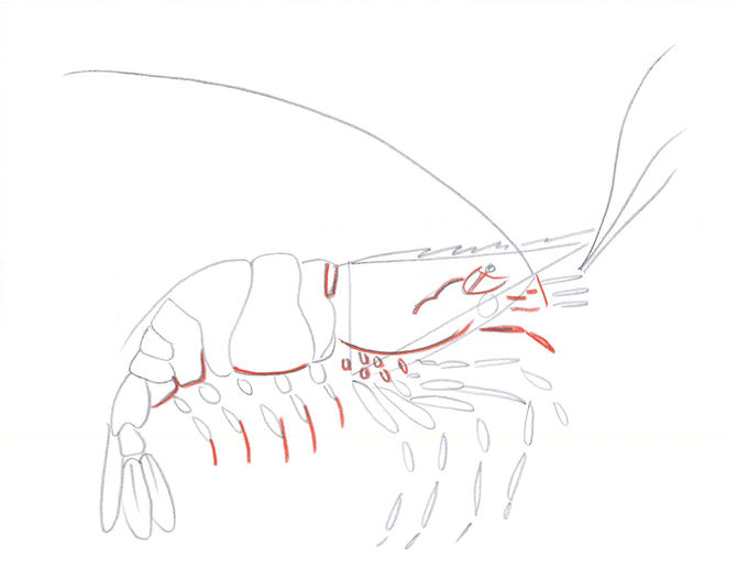 670x525 How To Draw Shrimp 8 Steps (With Pictures) - Shrimp Sketch