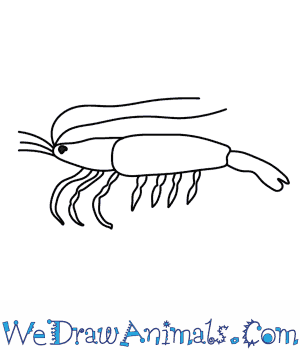 300x350 How To Draw A Shrimp - Shrimp Sketch