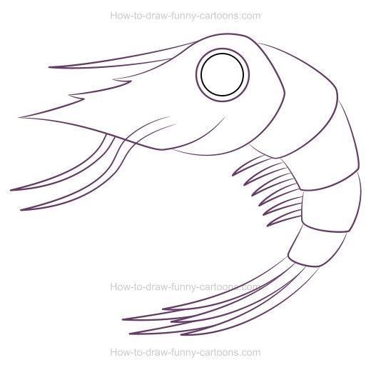 520x525 How To Draw A Cartoon Shrimp - Shrimp Sketch