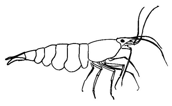 575x355 How To Draw A Shrimp - Shrimp Sketch