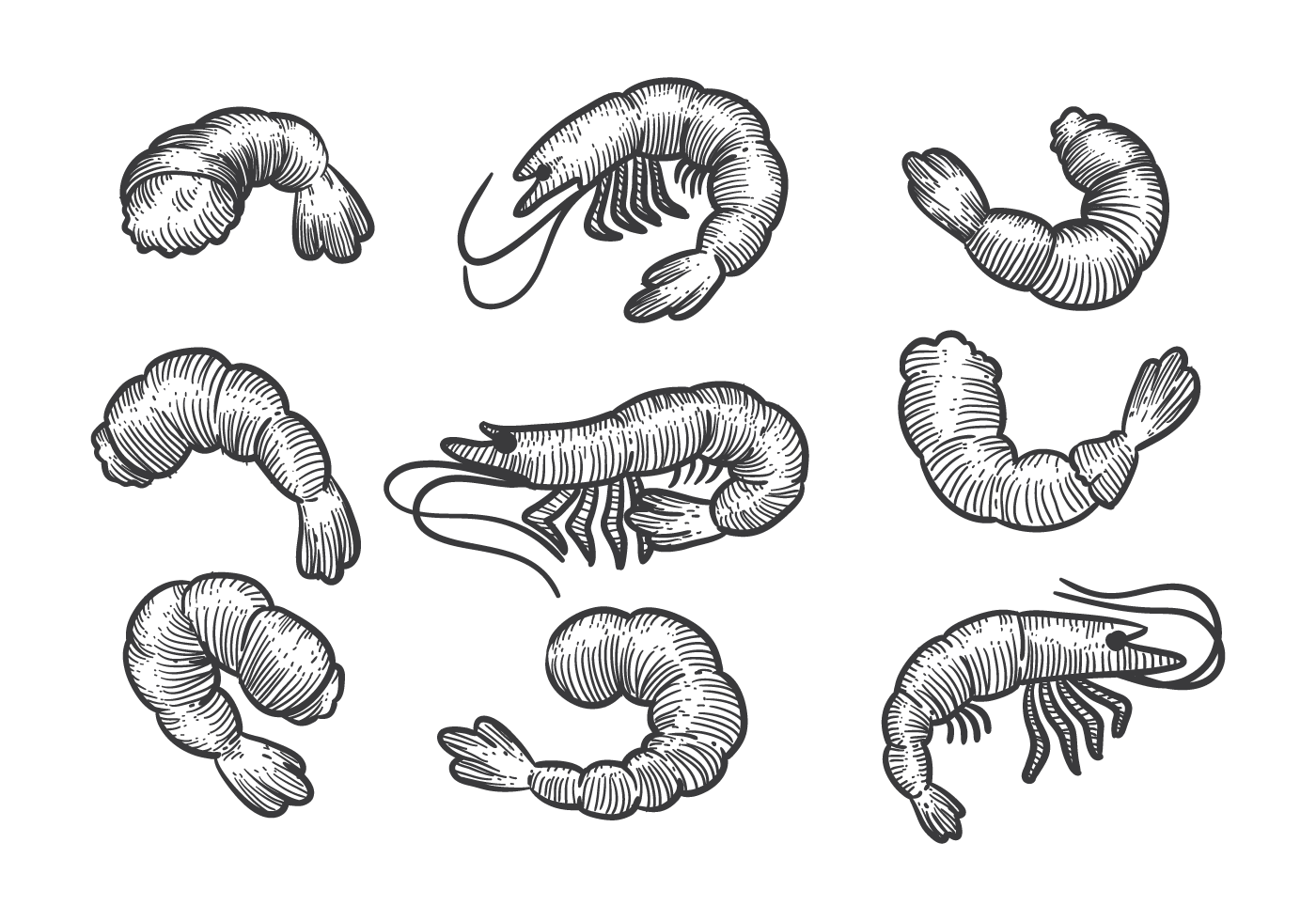 1400x980 Shrimp Drawing Sketch - Shrimp Sketch