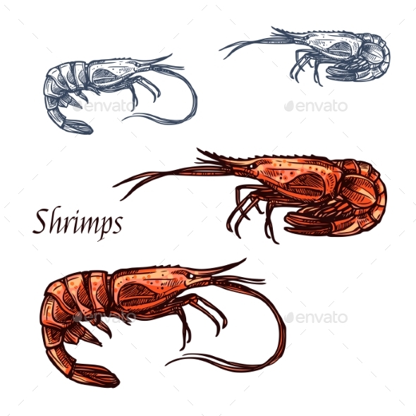 590x590 Shrimp Prawn Seafood Vector Isolated Sketch Icon By Vectortradition - Shrimp Sketch