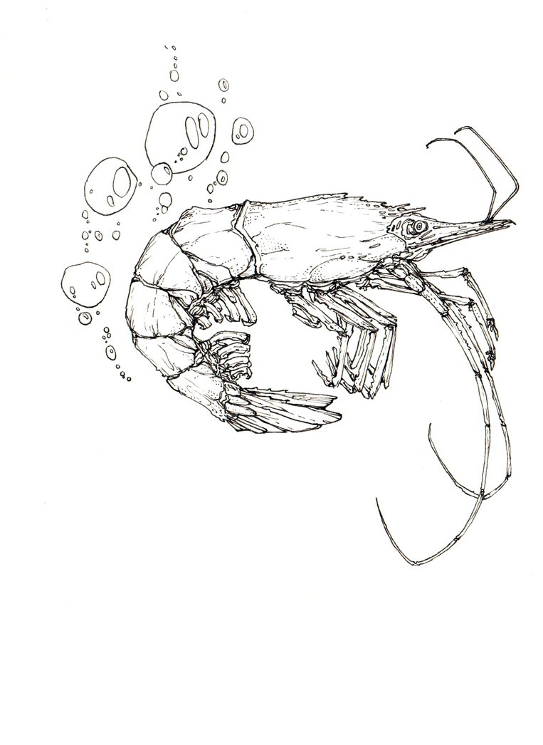 763x1046 Shrimp Sketch By Alexandercrw - Shrimp Sketch