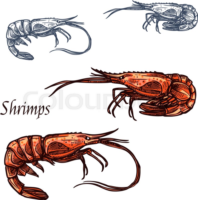 791x800 Shrimp Or Prawn Sketch. Vector Isolated Icon Of Crayfish - Shrimp Sketch