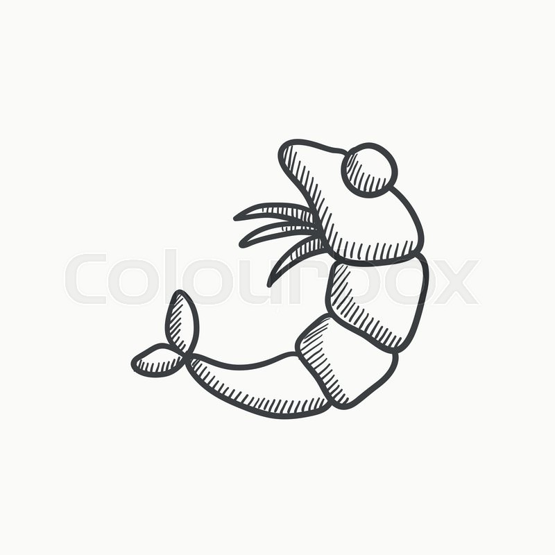 800x800 Shrimp Vector Sketch Icon Isolated On Background. Hand Drawn - Shrimp Sketch