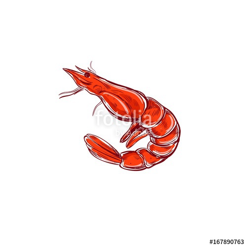 500x500 Shrimp. Vector Illustration. Seafood Sketch. Isolaed On White - Shrimp Sketch