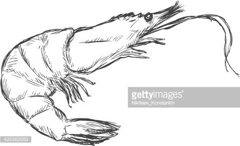 492x300 Vector Sketch Shrimp Premium Clipart - Shrimp Sketch