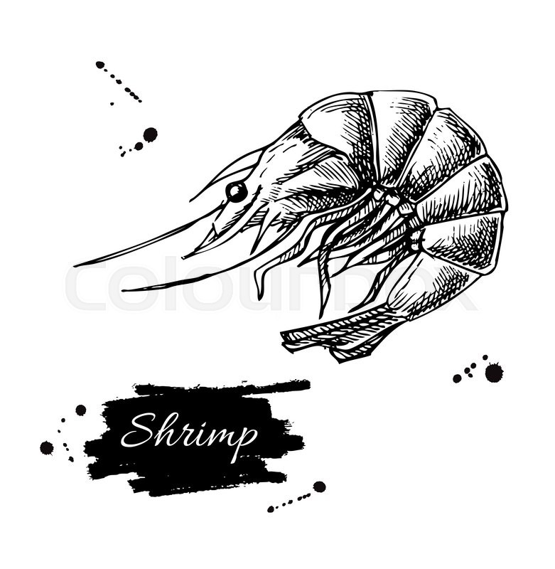 781x800 Vector Vintage Shrimp Drawing. Hand Drawn Monochrome Seafood - Shrimp Sketch