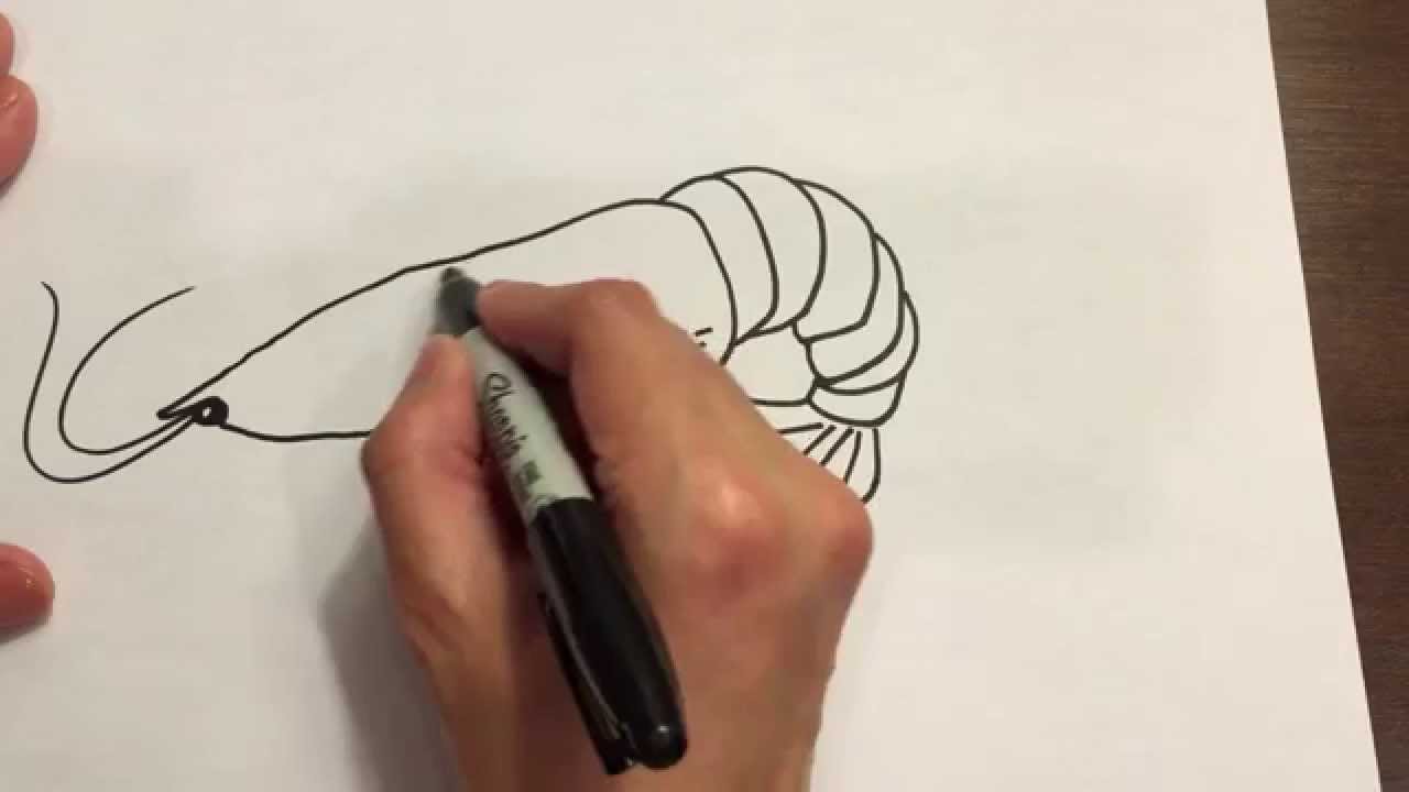 1280x720 Draw A Shrimp - Shrimp Sketch