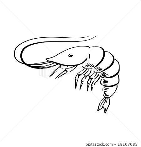 450x468 Fresh Marine Shrimp Or Prawn Sketch - Shrimp Sketch