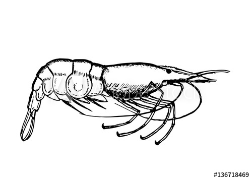 500x357 Hand Drawn Illustration Of Shrimp, Sketch On White Background. T - Shrimp Sketch