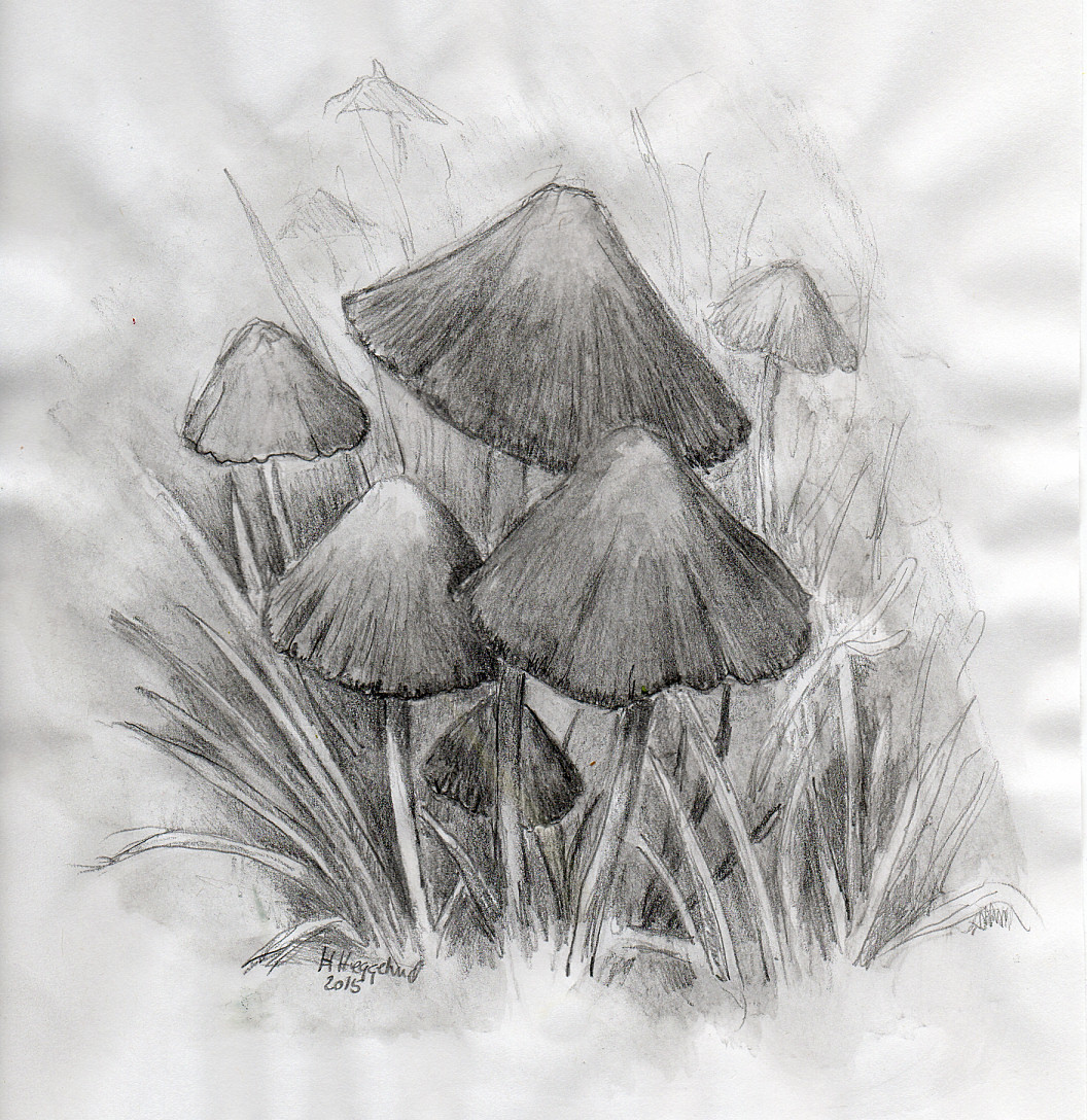 1056x1088 Shroom Sketch By Helanker 2d Flowersplants - Shroom Sketch