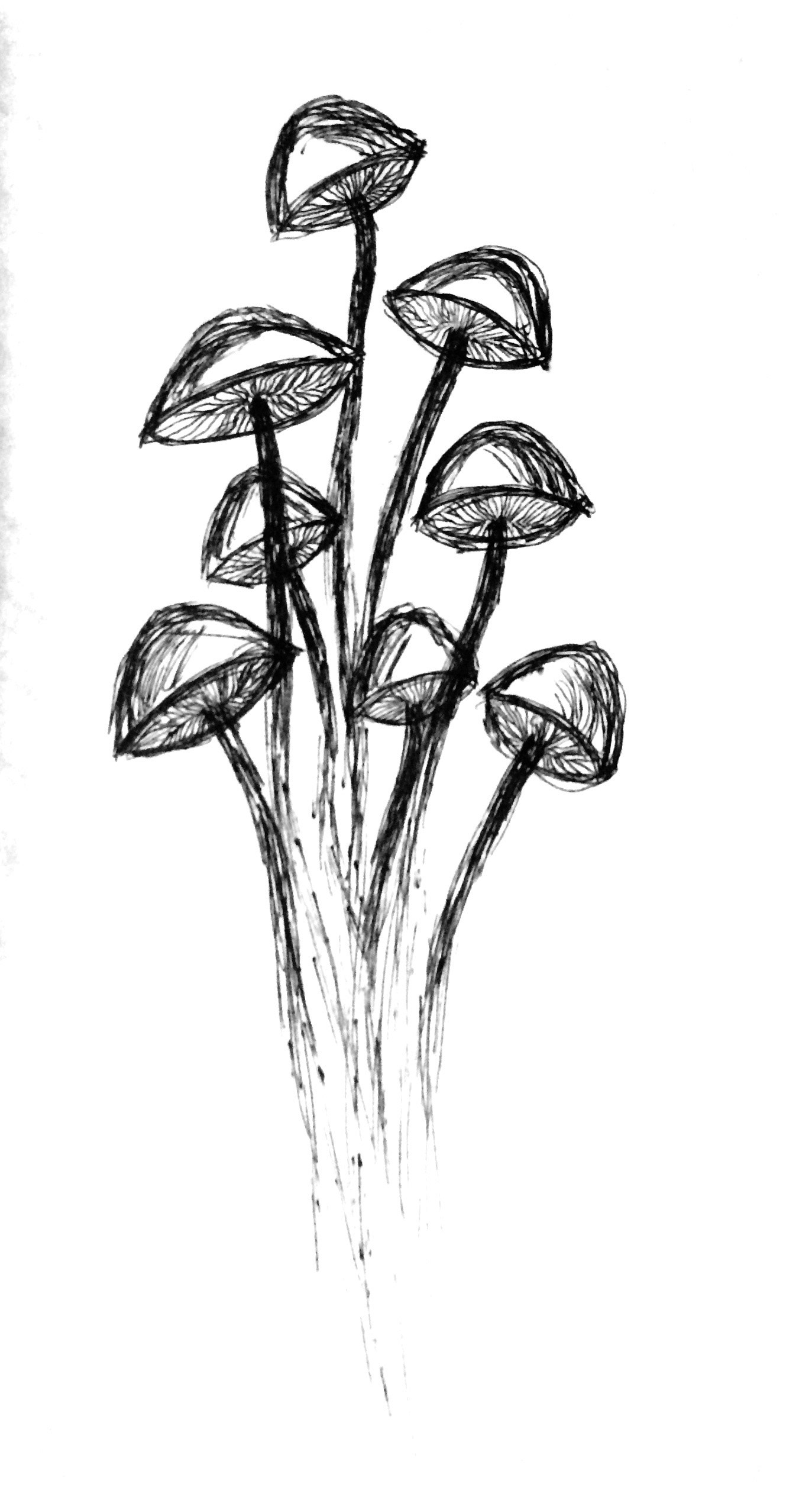 1373x2518 Veronica Musser - Shroom Sketch