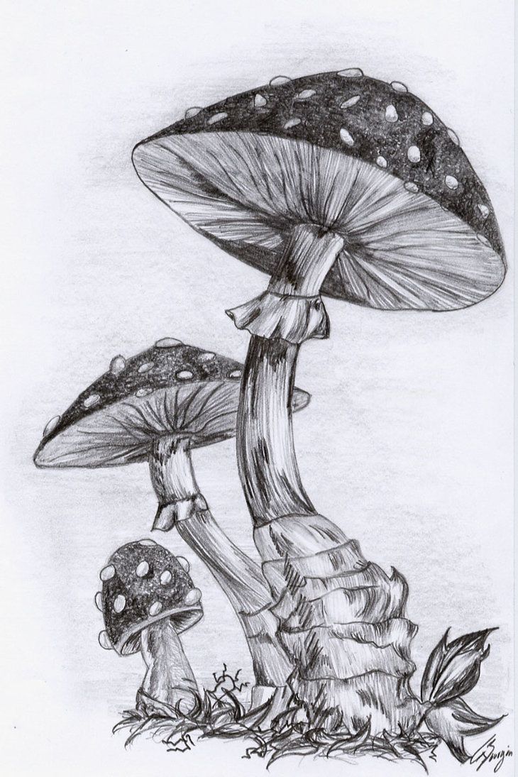 730x1095 How To Draw A Mushroom Mushrooms By Nerissa The Vampire On - Shroom Sketch