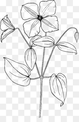 260x400 Free Download Arabian Jasmine Drawing Flower Sketch - Shrub Sketch