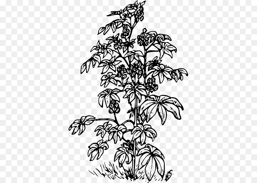 900x640 Ricinus Castor Oil Clip Art - Shrub Sketch