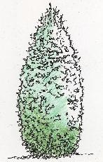 147x231 The Design Process - Shrub Sketch