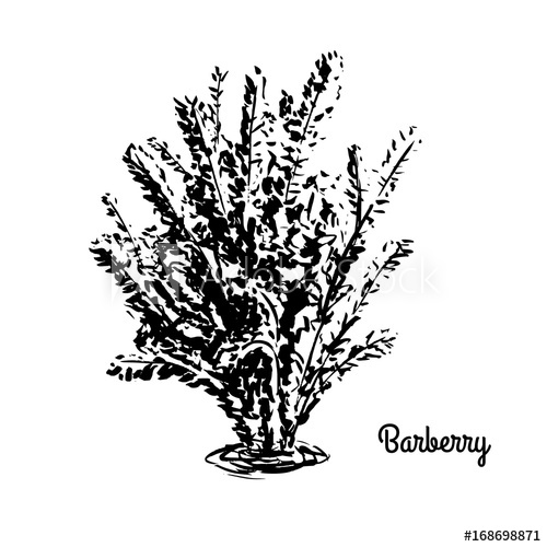 500x500 Vector Sketch Illustration Of Berberis. Black Silhouette Of - Shrub Sketch