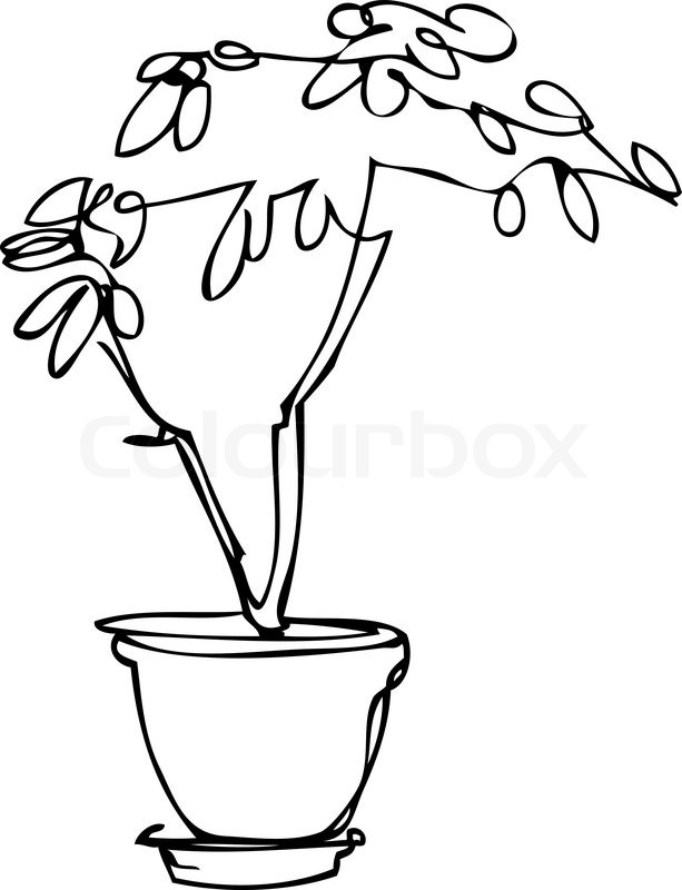 613x800 Drawn Pot Plant Sketch 3412653 - Shrub Sketch
