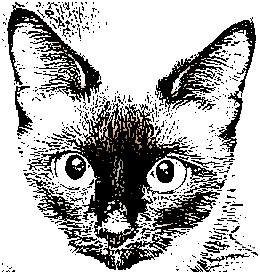 260x274 How To Draw A Cat Resources And References - Siamese Cat Sketch