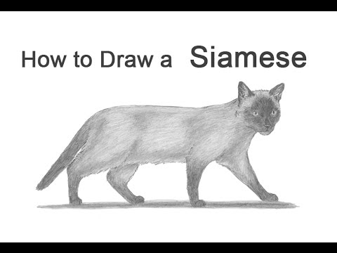 480x360 How To Draw A Cat (Siamese) - Siamese Cat Sketch