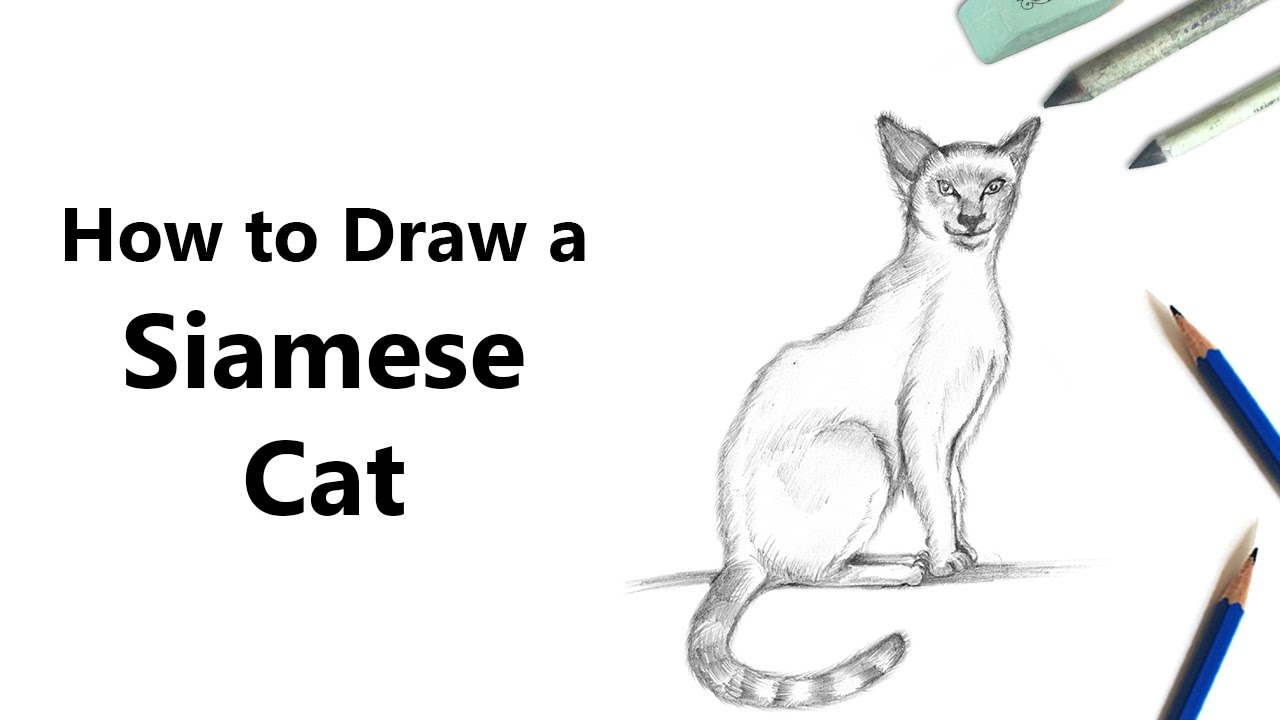 1280x720 How To Draw A Siamese Cat With Pencils [Time Lapse] - Siamese Cat Sketch