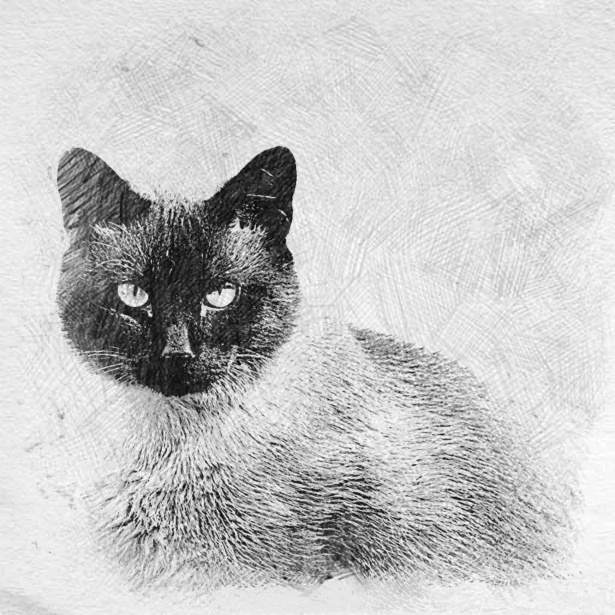 615x615 Siamese Cat Free Stock Photo - Siamese Cat Sketch