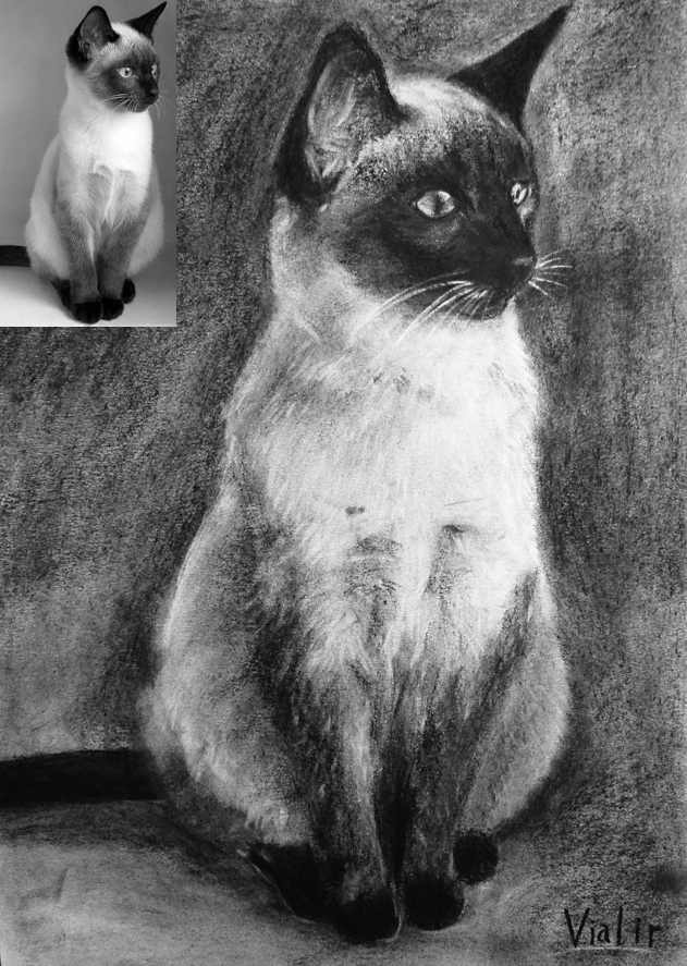 631x887 Siamese Cat By Vialir - Siamese Cat Sketch