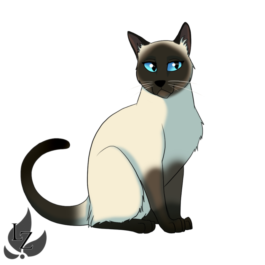 894x894 Siamese Cat By Zavraan - Siamese Cat Sketch